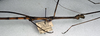 CollectionObject 1561750; NMW 343'', 66debf30-7e2a-4355-89e6-0f46514c66fc: copyright NMW, Vienna. male: head and thorax, lateral view (lectotype). (CollectionObject).