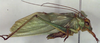 CollectionObject 1504164; cceceb6c-3e77-42f9-adb4-a13baec07ee5: male habitus, lateral view (holotype). (CollectionObject).
