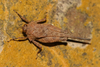 CollectionObject 1599712; 7828d5cd-2a26-4789-8826-43d5a20893e2: female (paratype). (CollectionObject).