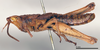 CollectionObject 1580364; 8f631a81-7dac-4e61-a573-2ee7c4103f18: male, lateral view (syntype). (CollectionObject).