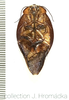 Gyna laticosta (Walker, 1868): (Otu).