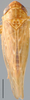 Habitus, dorsal view: !! display not done !! on Doleranus Ball, 1936: Doleranus longulus, dorsal habitus (INHS). (Observation).