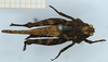 CollectionObject 1506057; 7b80c58c-b61c-4111-9773-dd2630ba0784: female, dorsal view (holotype of Mazarredia indotata). (CollectionObject).