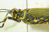 male head and pronotum, lateral view. Depicts CollectionObject 1498720; f1685009-ae29-477b-afc0-9dd9f00b6dc2, a CollectionObject.