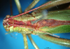 CollectionObject 1502879; c631b3a6-6ecf-4558-a764-d75b1847cf85: male head and pronotum, dorsal view (paralectotype of Tylopsis inhamata). (CollectionObject).