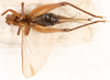 CollectionObject 1523681; 81694062-b2b5-4d88-8082-d8b49849267e, ANSP1114: female, ventral view (holotype). (CollectionObject).