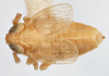 Habitus, dorsal view on Delphacodes quadridentis Beamer, 1948: (Observation).