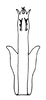 Aedeagus, posterior view on Polana (Culumana) excava (DeLong & Freytag, 1972): Male: aedeagus, posterior view. (Observation).