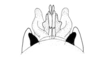 Vilerna rugulosa Stål, 1878: Fig. 30. end of phallic complex, dorsal view. (Otu).