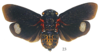 Habitus, dorsal view: !! display not done !! on Acraephia perspicillata (Fabricius, 1781): (Observation).