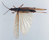 CollectionObject 1501042; d6bd2341-9d36-4847-a01b-650e06ba1382: male, dorsal view (holotype of Desmopterina elegans). (CollectionObject).
