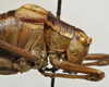 CollectionObject 1535929; 54bd9f26-10e9-4543-b9e2-2a477d51e02d: male, head and pronotum, lateral view (syntype of Barbitistes sanzii). (CollectionObject).