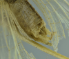 CollectionObject 1532142; 75202f9b-f5fa-4cfb-a1aa-6a67a6494ef7: male terminalia, dorsal view (syntype). (CollectionObject).