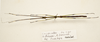 CollectionObject 1591074; 3f08a0ef-71f1-4518-a1c5-70dfa24afd6d: copyright ZRC Singapore. male, dorsal view (paratype). (CollectionObject).
