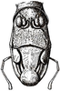 Gnathoclita vorax (Stoll, 1813): Fig. 146. male face. (Otu).