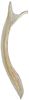 Ovipositor on Arboridia (Arboridia) huajiangensis Jiang, Luo & Song, 2021: valvula I. (Observation).