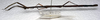 CollectionObject 1557752; a42edd4f-f84b-4395-a5b5-b45c593d98c0: copyright LKCNHM, Singapore. female, lateral view (holotype). (CollectionObject).