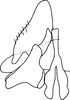 Subgenital plate: !! display not done !! on Glossocratus foveolatus Fieber, 1866: lateral view. (Observation).