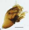 Pygofer, lateral view: !! display not done !! on Toya (Metadelphax) argentinensis (Muir, 1929): (Observation).