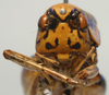 CollectionObject 1517144; 5266ab31-1544-430e-8bbd-db37654b4f02: male face (holotype). (CollectionObject).