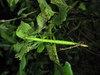 Leiophasma intermedium (Redtenbacher, 1906): copyright Nicolas Cliquennois. Northern Madagascar: Parc national de la montagne d'Ambre, 29.x.2018. (Otu).