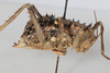 CollectionObject 1505709; f064a080-3cbe-4761-aa68-dd00f2c52683: female, lateral view (syntype). (CollectionObject).