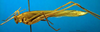 CollectionObject 1502884; 9e214f36-876c-4209-95cf-f2e9e46c516b: male, lateral view (paralectotype of Tylopsis vittata). (CollectionObject).