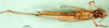 CollectionObject 1501372; 91457f59-dadf-4b7e-be6a-da1f8f6afe49: female, ventral view (lectotype of Tristria suturalis). (CollectionObject).