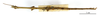 CollectionObject 1557999; aaf963fa-a5bc-4441-9ab2-083c20bbadfb: copyright MNHN, Paris. male Bacillus libanicus (syntype). (CollectionObject).;CollectionObject 1558000; f947db8e-6eb2-4abf-afbd-6120496f3f55: copyright MNHN, Paris. male Bacillus libanicus (syntype). (CollectionObject).
