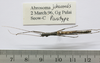CollectionObject 1563743; 31a0be53-a6f5-4591-af23-2581e7627750: copyright FRIM. male (paratype). (CollectionObject).;CollectionObject 1563744; 9d17e985-3744-4757-8071-626e03c20c7a: copyright FRIM. male (paratype). (CollectionObject).