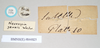 CollectionObject 1561390; NHMUK(SF IMPORT DUPLICATE) 844825, 560149b4-3360-49ab-8557-bd60154a60db: copyright Natural History Museum, London. female, data labels of Necroscia zeuxis (syntype). (CollectionObject).