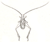 Homoeoxipha lycoides (Walker, 1869): Pl. VI, Fig. 77 a. male (Cyrtoxiphus ritsemae). (Otu).
