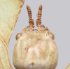 CollectionObject 1591407; 5e1b48b6-a134-4cbc-81c7-04a5016d50fe: copyright ISAS Yunan. female head, dorsal view (holotype). (CollectionObject).