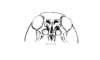 Elasmoderus wagenknechti (Liebermann, 1954): Fig. 239. male, head, frontal view. (Otu).
