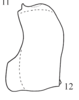 Pygofer, lateral view on Cordela rubra Gnezdilov, 2019: (Observation).
