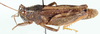 Plegmapterus fernandezi (Uvarov, 1922): lateral view. (Otu).
