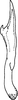Stylus: Stylus (T. oryzivora Ghauri). (Observation).