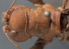 CollectionObject 1505901; 97b50376-d569-4871-88fb-1b544e278a35: female pronotum, dorsal view (paralectotype). (CollectionObject).