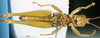 CollectionObject 1537590; 65ddc1be-43f9-45cd-a984-e1e47eef91ae: male, ventral view (holotype). (CollectionObject).