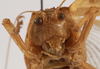 CollectionObject 1534704; 8b31a34b-4a98-4718-8c41-0cedc9f3cd92: female face (syntype of Mataeus orientalis). (CollectionObject).