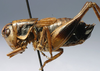 CollectionObject 1517182; b2fc8454-4552-435a-9be6-5cd2919c9a74: male, lateral view (holotype). (CollectionObject).