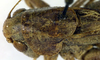 CollectionObject 1502670; a7adf959-8b03-45bb-9e76-9c648fdcc93c: male pronotum, dorsal view (paratype). (CollectionObject).