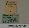 CollectionObject 1572981; f1e8b480-826e-4b55-a279-4d291efcf301: Copyright Natural History Museum, London. Labels from non-type (adult female) in BM(NH). (CollectionObject).