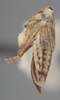 Habitus, lateral view on Athysanella (Amphipyga) minor Ball & Beamer, 1940: lateral. (Observation).