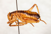 CollectionObject 1475078; 3d8b6814-7d93-44ce-8061-68ae0ef855dc: male, lateral view (holotype). (CollectionObject).