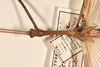 CollectionObject 1557051; c2d53978-0caa-48a8-9b39-d483a47690bc: copyright OUMNH. male: head & thorax, dorsal view of Phasma (Ctenomorpha) spinicollis (holotype). (CollectionObject).