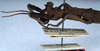 CollectionObject 1561558; NMW 46, da77ddaf-f5a4-404e-8f91-8c5ca5cff03a: copyright NMW. Datames mitratus female: head and thorax, lateral view (lectotype). (CollectionObject).