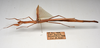 CollectionObject 1580861; 01a5103c-71cf-4d93-8d01-9764f665615a: copyright FRCS, Sabah. female, lateral view (holotype). (CollectionObject).