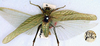 CollectionObject 1517371; 2ecc1a3b-9561-450c-9e1e-b344fa1eb87a: female, dorsal view (holotype). (CollectionObject).