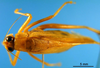 CollectionObject 1502910; 92b7cd0a-3f78-4181-897e-146d2ff94273: male, dorsal view (paratype). (CollectionObject).